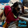 Monty Romeo