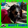 adoptable Dog in  named Monty Romeo