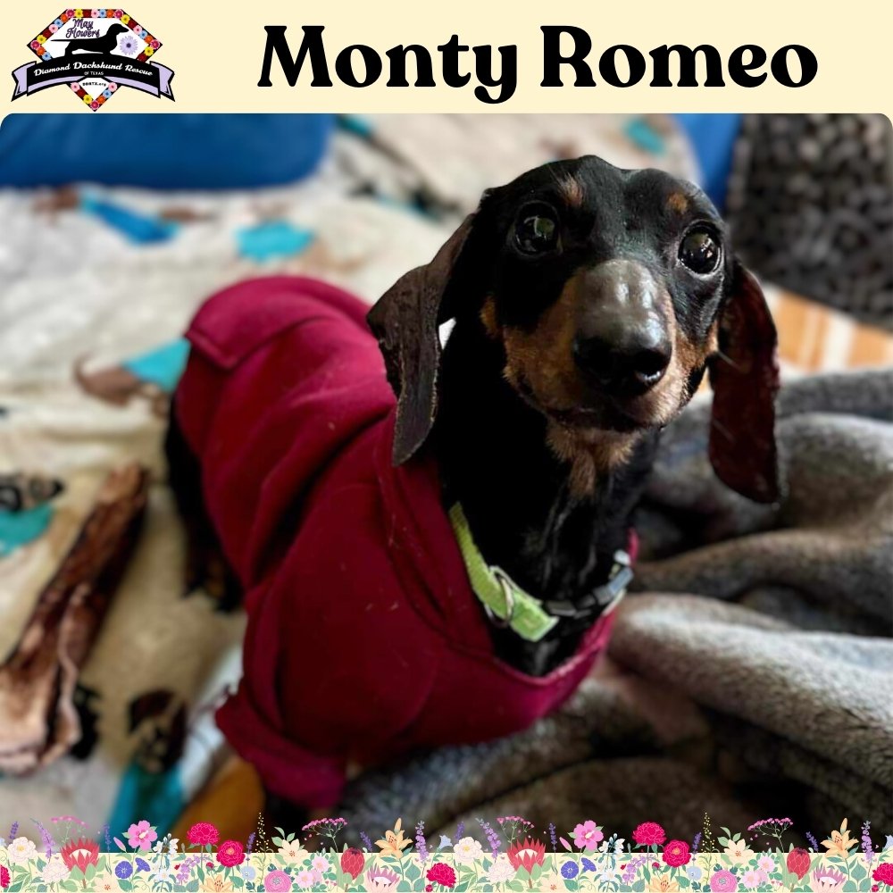 adoptable Dog in San Antonio, TX named Monty Romeo