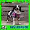 adoptable Dog in  named Applesauce