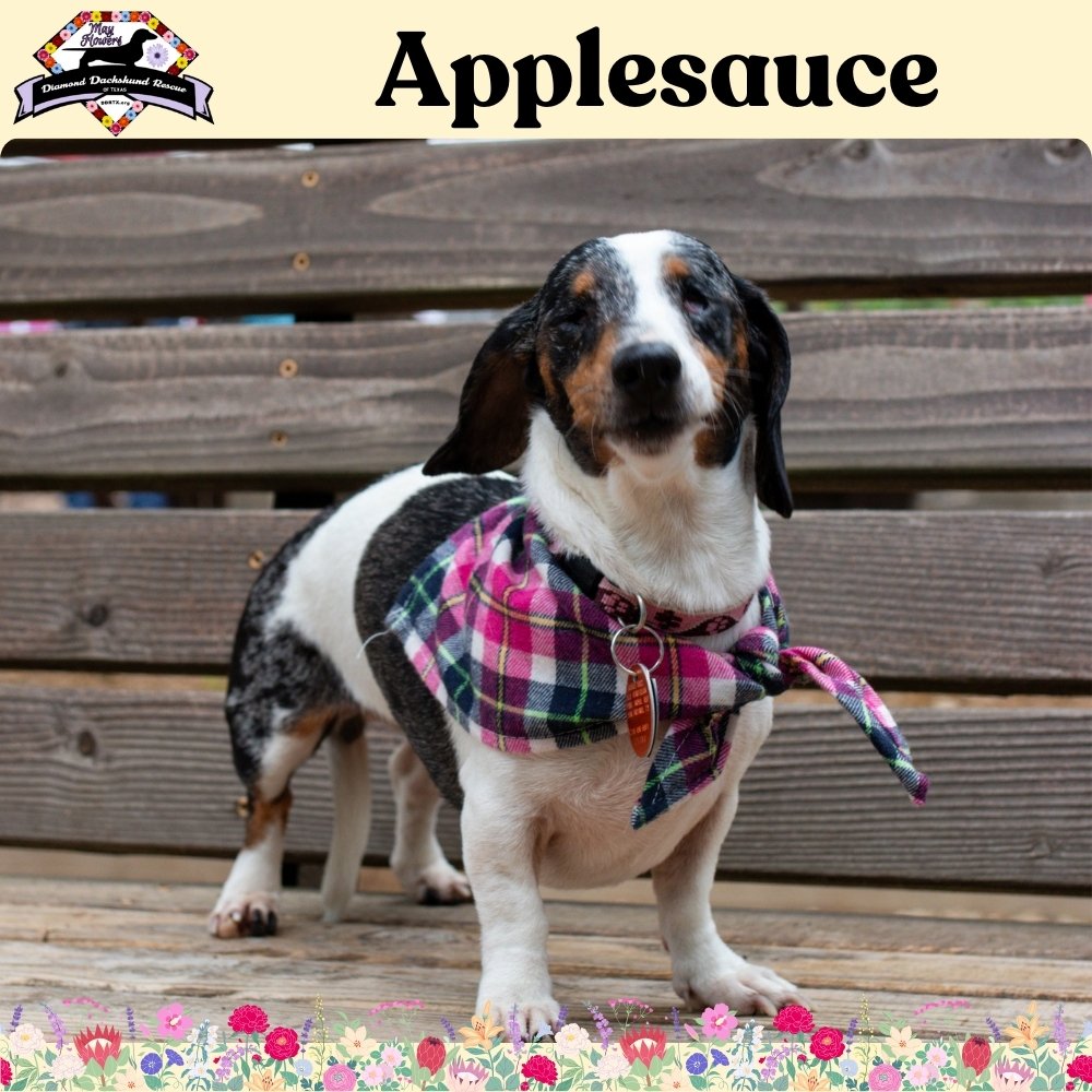 adoptable Dog in San Antonio, TX named Applesauce