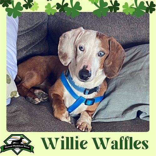 Willie Waffles