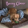 Bunny Clover