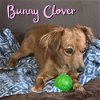 Bunny Clover