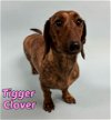 Tigger Clover
