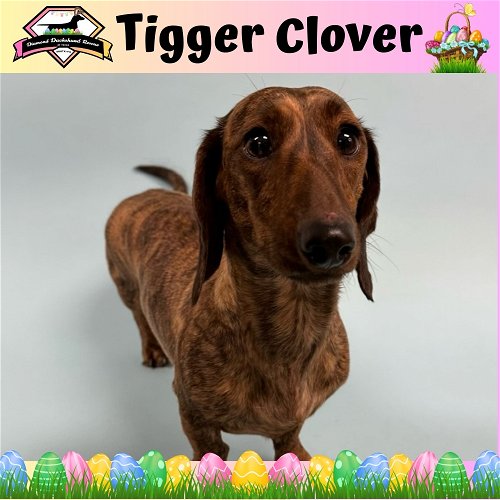 Tigger Clover
