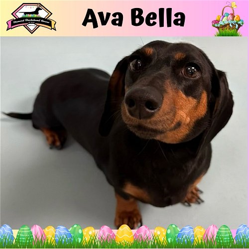 Ava Bella