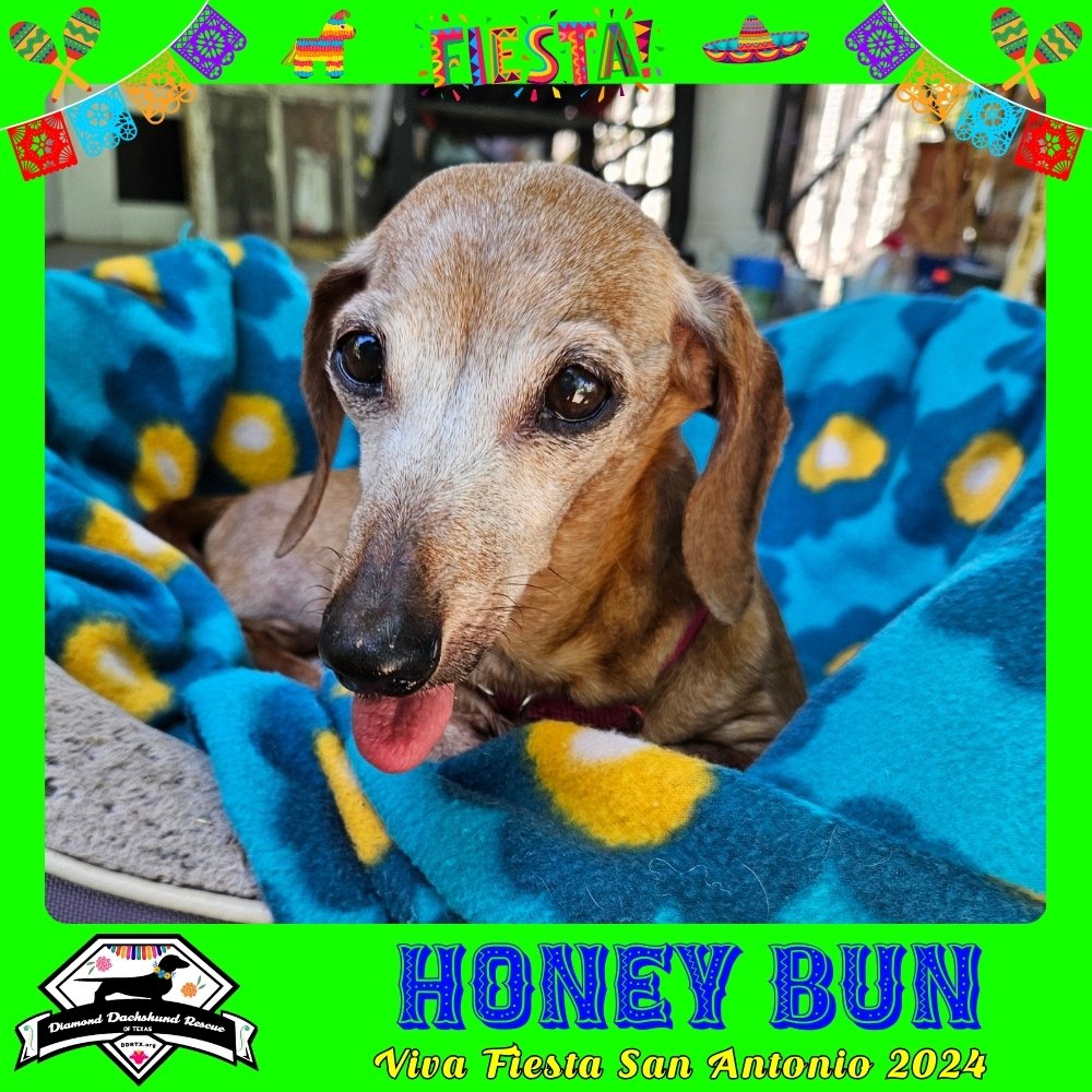 adoptable Dog in San Antonio, TX named Honey Bun