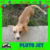 adoptable Dog in  named Pluto Jet