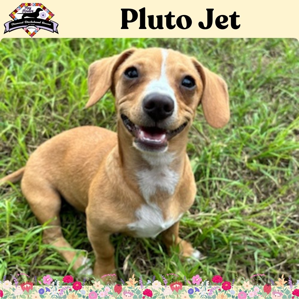 adoptable Dog in San Antonio, TX named Pluto Jet