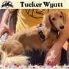 adoptable Dog in  named Tucker Wyatt