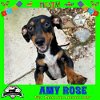 adoptable Dog in anton, TX named Amy Rose