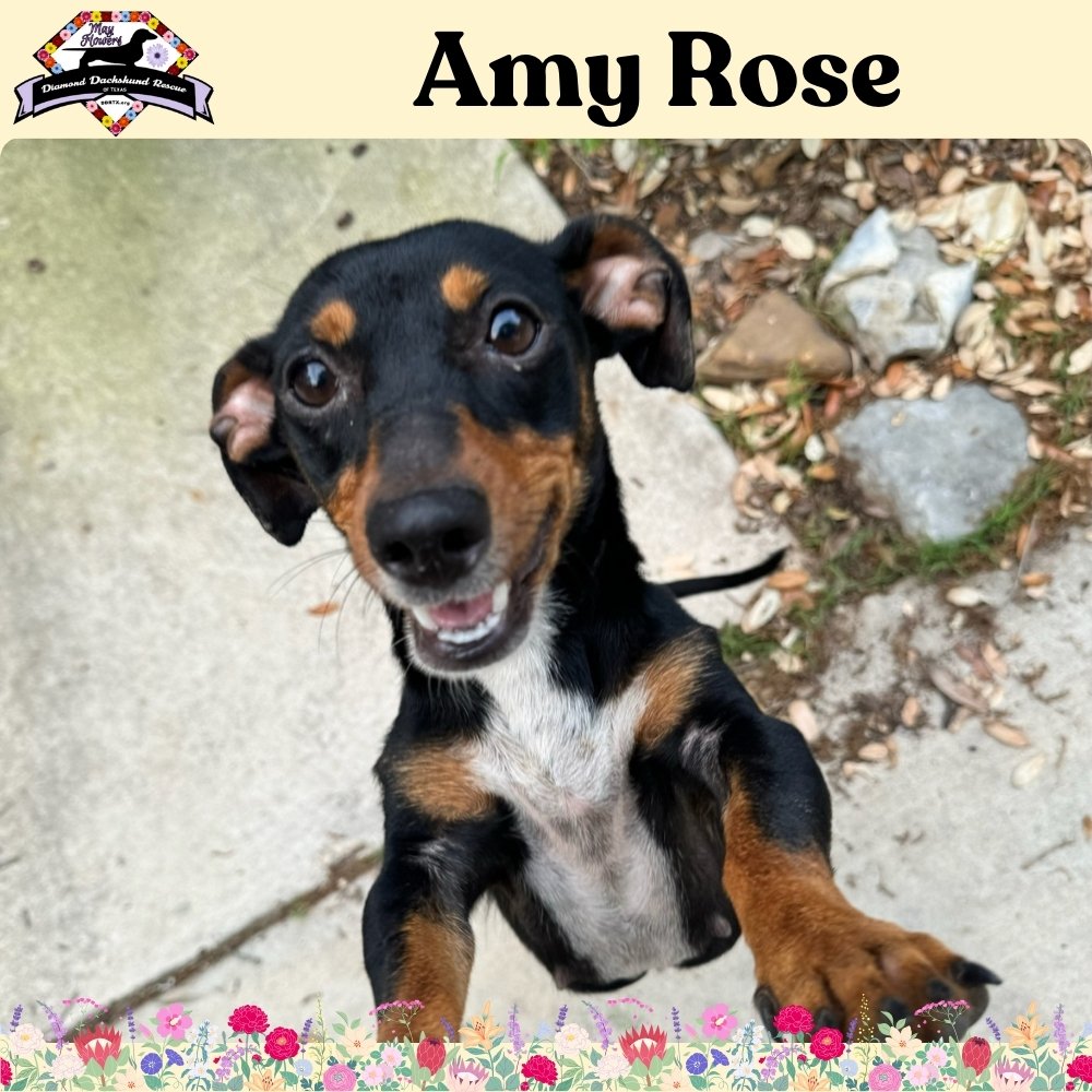 adoptable Dog in San Antonio, TX named Amy Rose