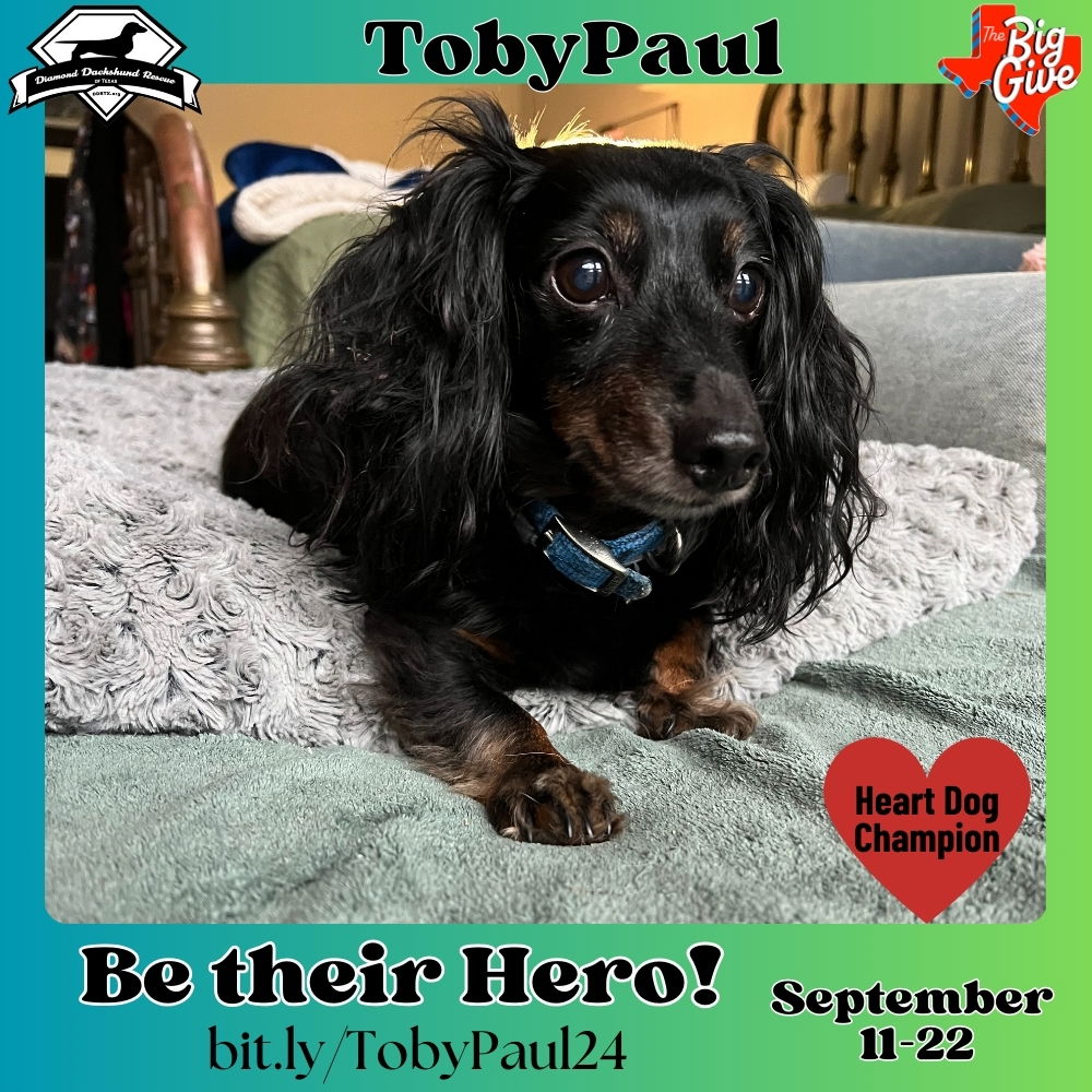 adoptable Dog in San Antonio, TX named Toby Paul