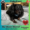 adoptable Dog in  named Toby Paul