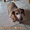 Peaches Amber