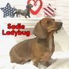 Sadie Ladybug