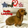 Sadie Ladybug