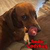 Sadie Ladybug