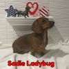 Sadie Ladybug