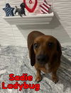Sadie Ladybug