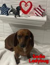 Sadie Ladybug