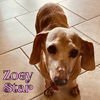 Zoey Star