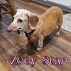 Zoey Star