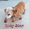 Zoey Star