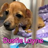 Dustie Layne