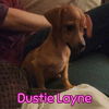 Dustie Layne