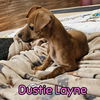 Dustie Layne