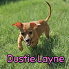 Dustie Layne