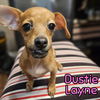 Dustie Layne