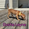Dustie Layne