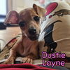 Dustie Layne