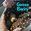 Goose Barry