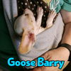 Goose Barry