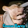 Goose Barry