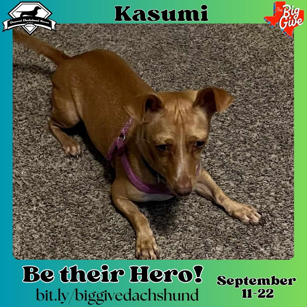 adoptable Dog in San Antonio, TX named Kasumi