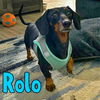 Rolo