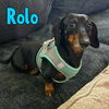 Rolo