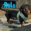 Rolo