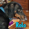 Rolo