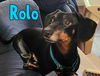 Rolo