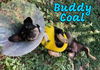 Buddy Coal