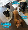 Buddy Coal