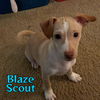 Blaze Scout