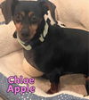 Chloe Apple