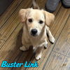 Buster Link